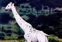 white giraffe